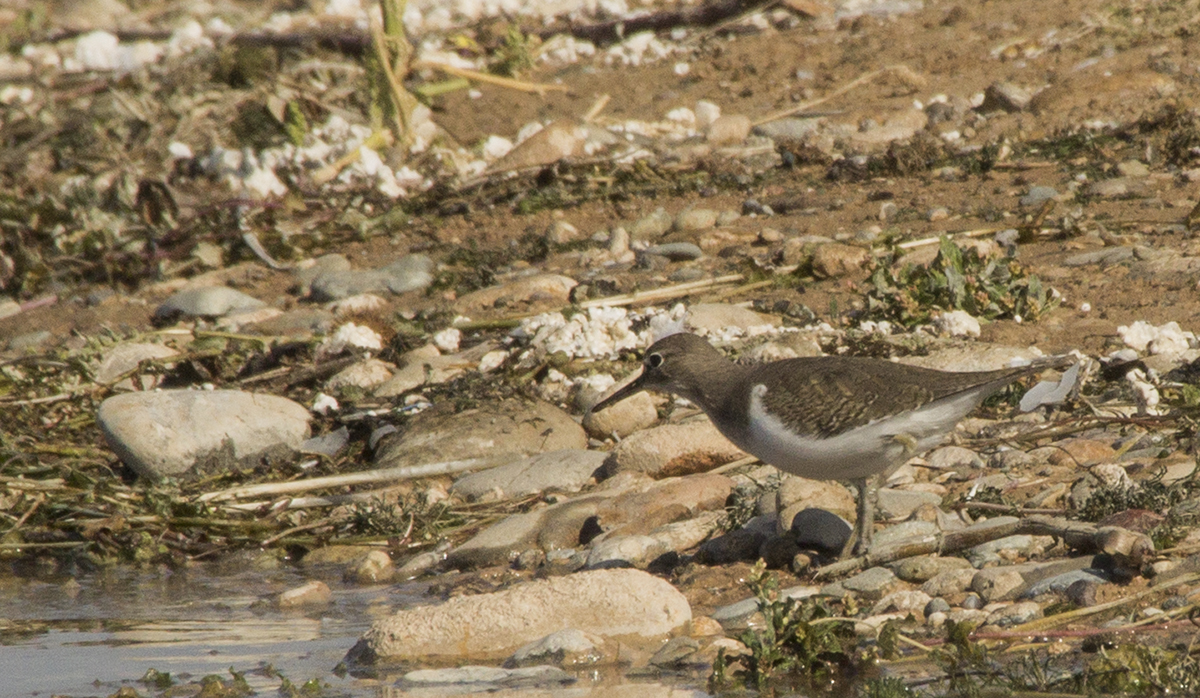 Common Sandpiper